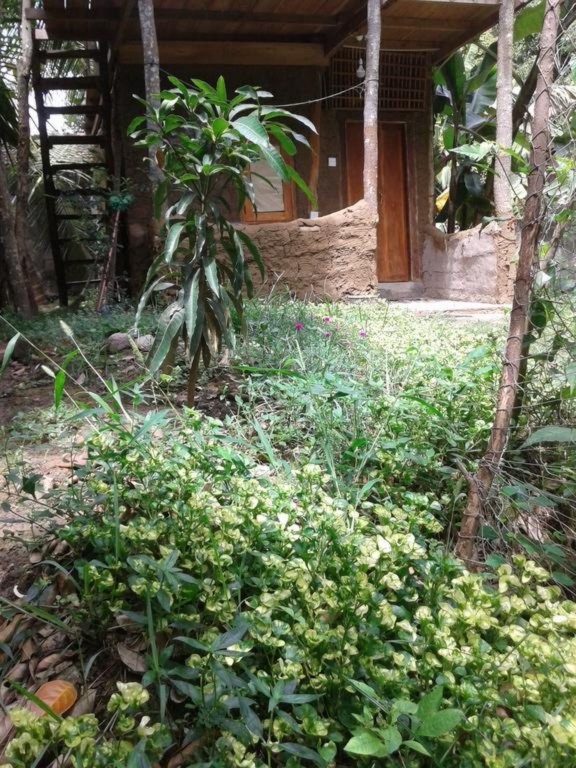 green leaf cabanas