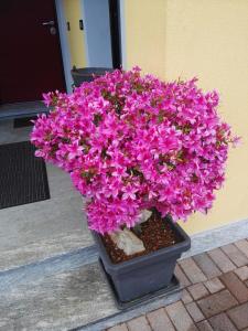 quarna sotto