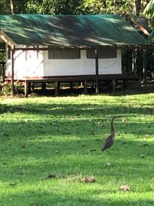 sabalo lodge tours and cabins