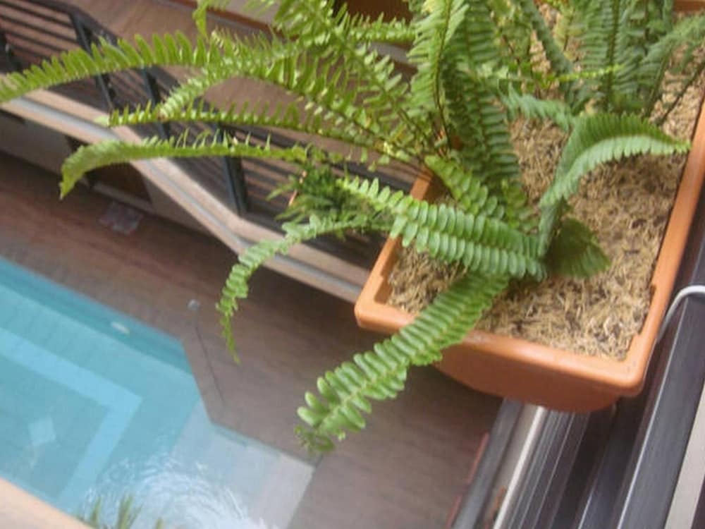 hidden pearl hotel janus luxury suites