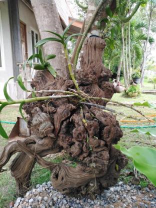 Khunyaikiew Homestay,,0 star