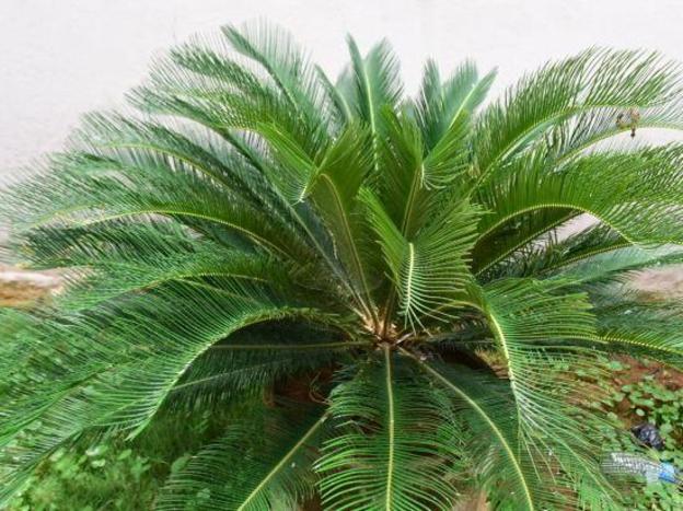 shree balaji deluxe lodge