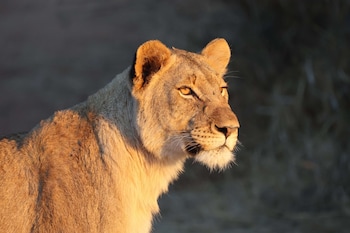 kuname lodge