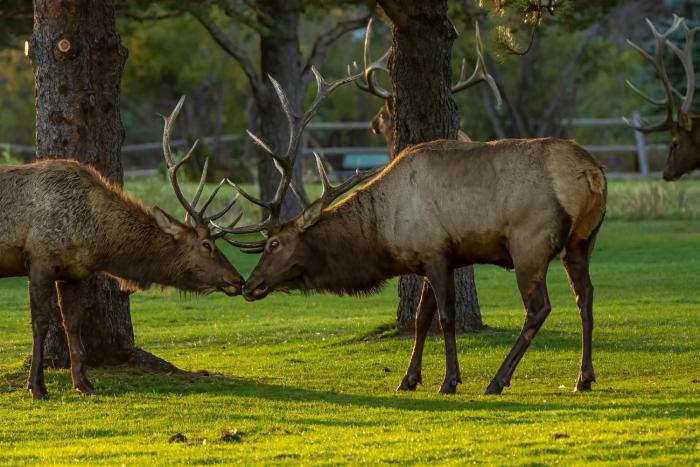 mount cairns 16a 2 bedroom condo by redawning