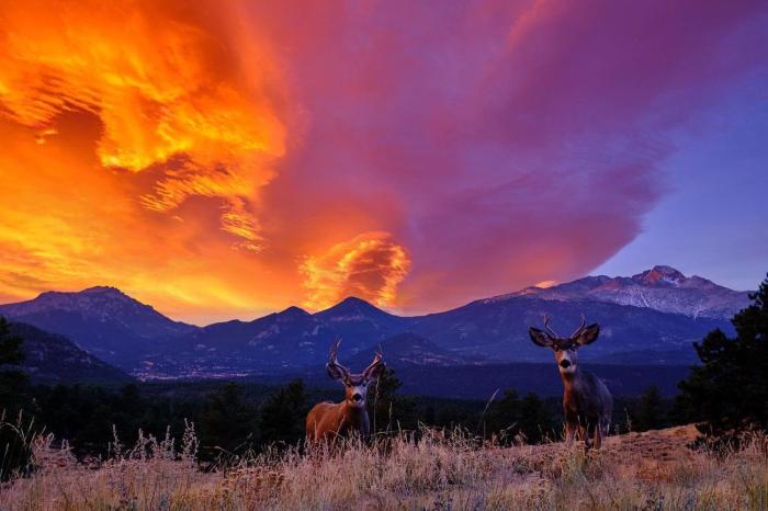 mount cairns 16a 2 bedroom condo by redawning