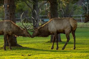 mount cairns 16a 2 bedroom condo by redawning