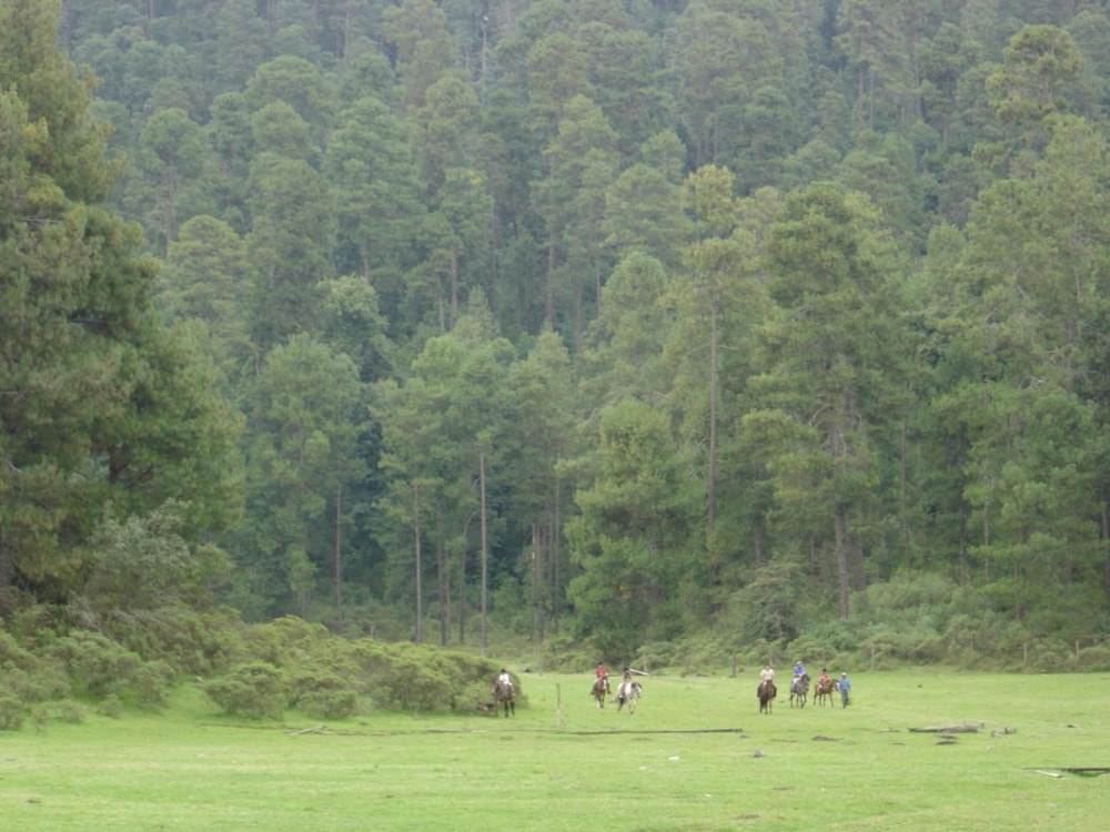 rancho viejo