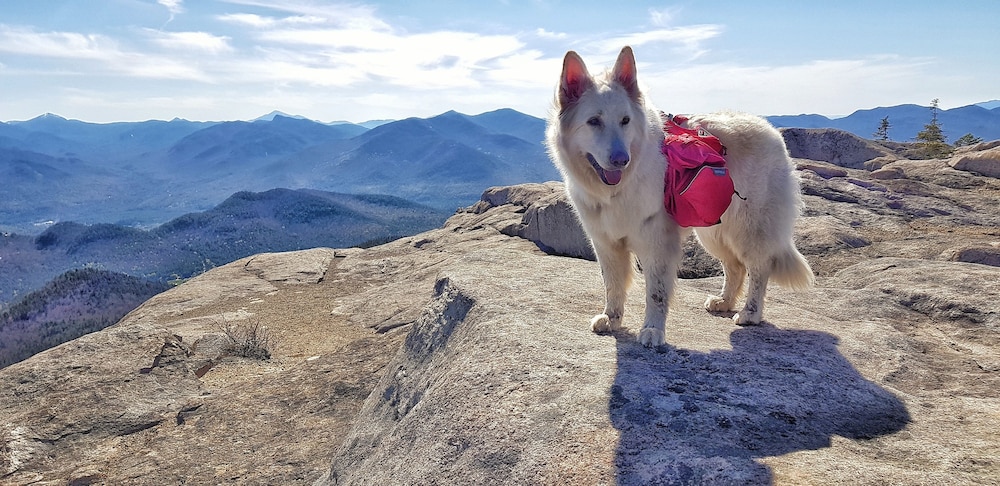 grand adirondack hotel lake placid a tribute portfolio hotel