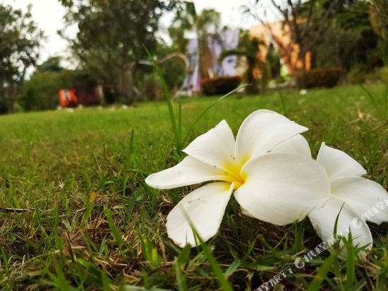 sawan srang nang kaew
