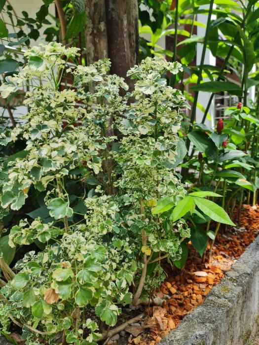 momento bangtao beach