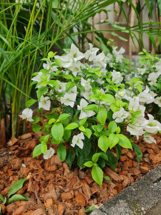 momento bangtao beach