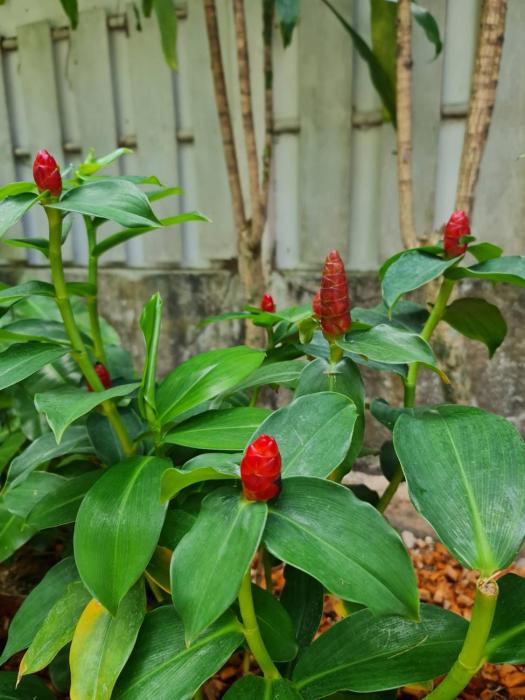 momento bangtao beach