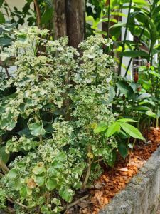 momento bangtao beach