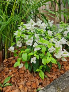 momento bangtao beach