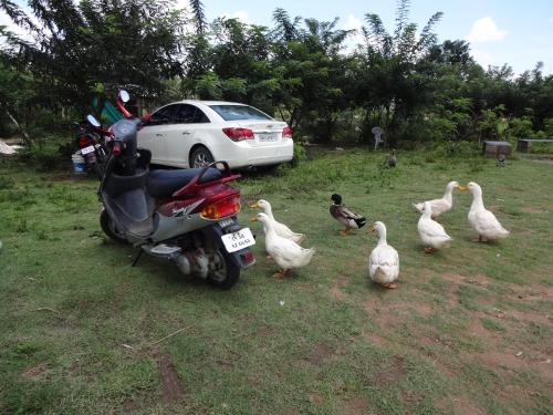 green hills farm and guest house