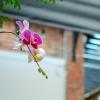 chi homestay 4
