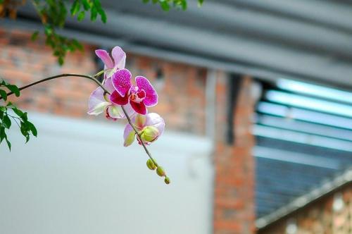 chi homestay 4
