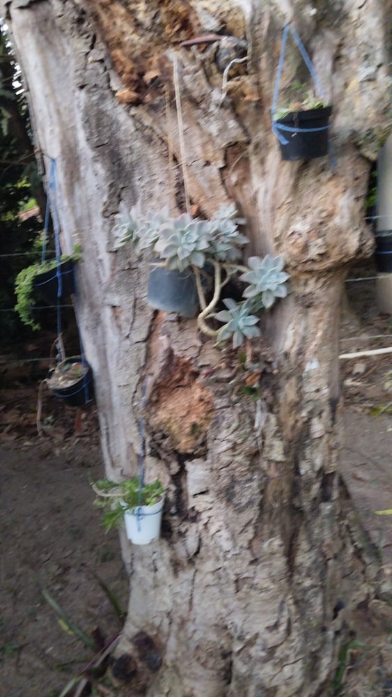 hospedagem joao de barro