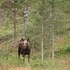velfjord camping and hytter