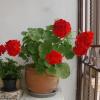 adore portugal coimbra guest house