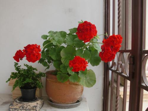 adore portugal coimbra guest house