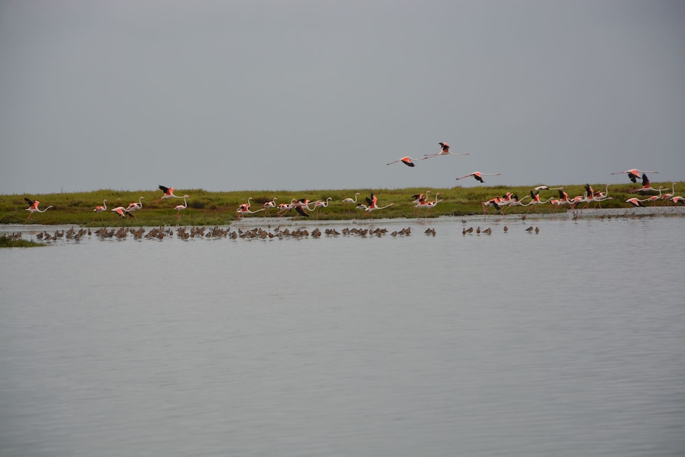 tagus marina houseboat