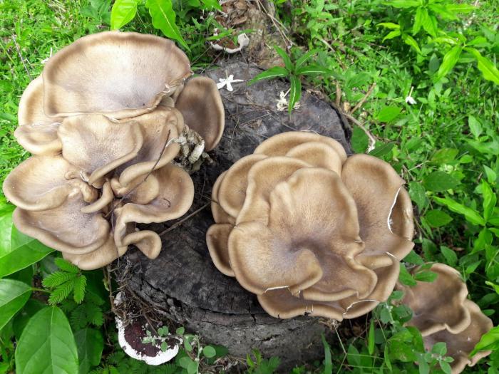 the nature holiday home