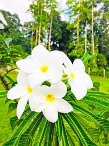 the nature holiday home