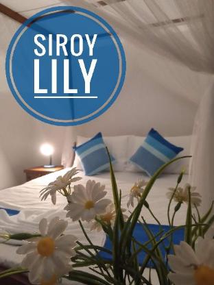 siroy lily