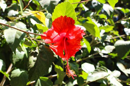 tamahostel and glamping