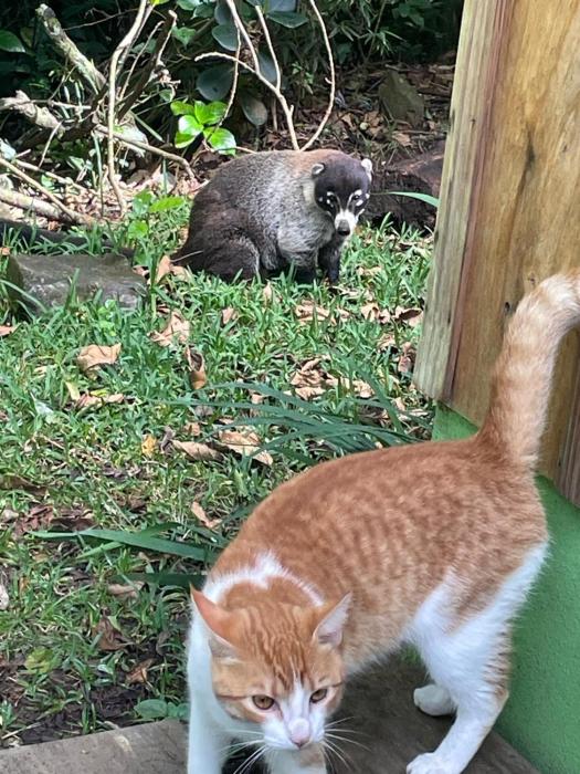 monteverde romantic cottage