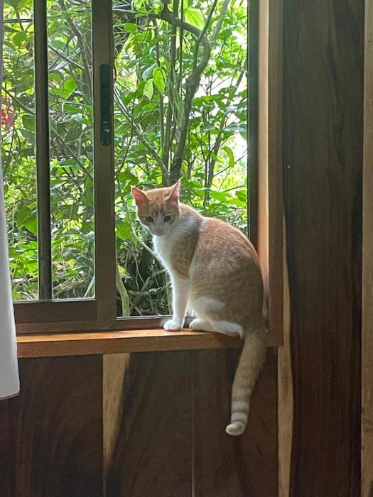 monteverde romantic cottage