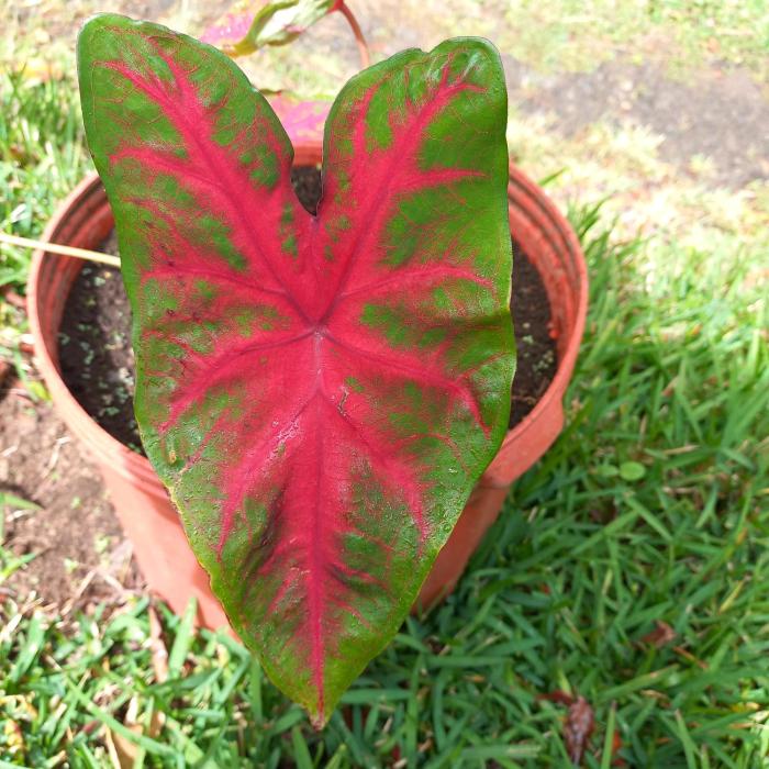 monteverde romantic cottage