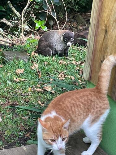 monteverde romantic cottage