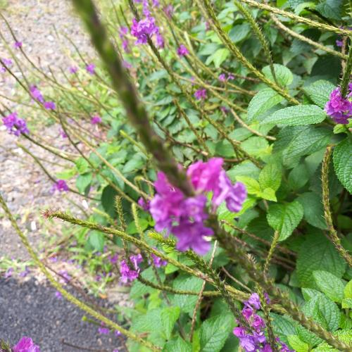 monteverde romantic cottage