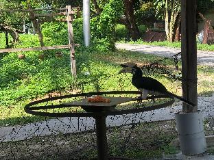 walking distance to the beach pangkor