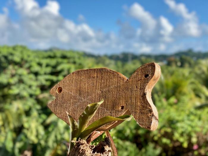samana