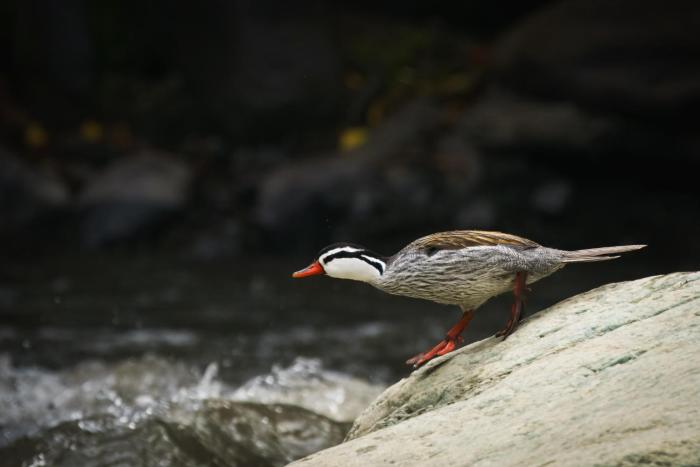 skale peregrino