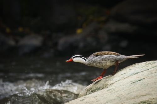 skale peregrino