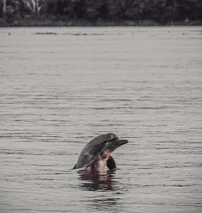 hospedaje y tours reina arriera amazonas colombia