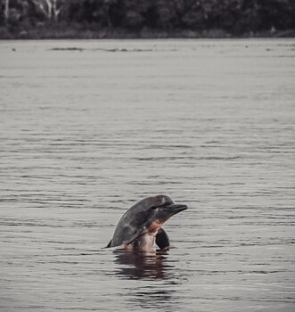 hospedaje y tours reina arriera amazonas colombia