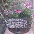 pmg hardware trading as wisteria lane guest house