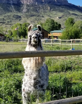 wapiti