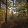 loblolly pines adventure cabin 3 king