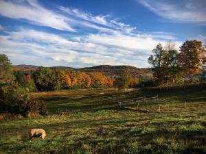 fat sheep farm and cabins