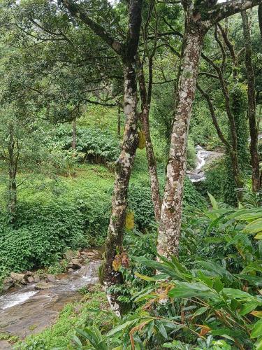 valparai