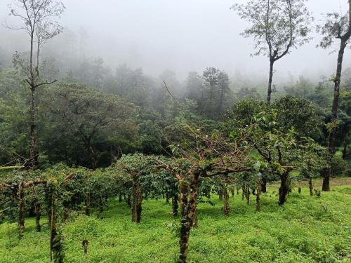 valparai