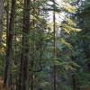 Thikalna Himalayan Retreat,Chalnichhina>>Almora,0 star