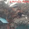 amruta homestays