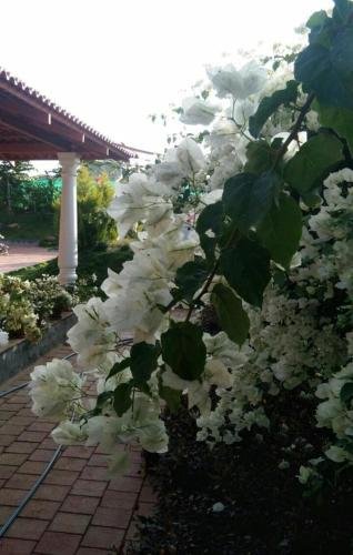 bougain villea homestay